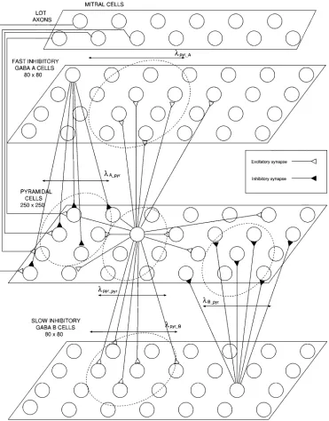 Fig. 2.Model of the piriform cortex.