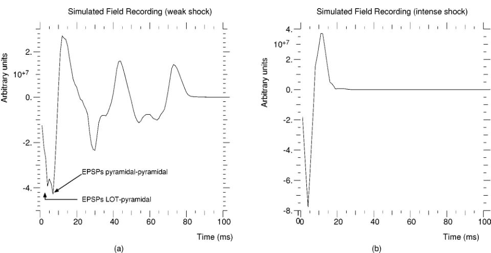 Fig. 5.Recordings (top) and compartmental simulations (bottom) of field potentials after weak shock (left), strong shock (center) and random stimulus (right).Figure reproduced from [11].