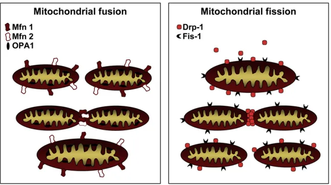Figure 3. Molecular Control ofMitochondrial Fission and Fusion