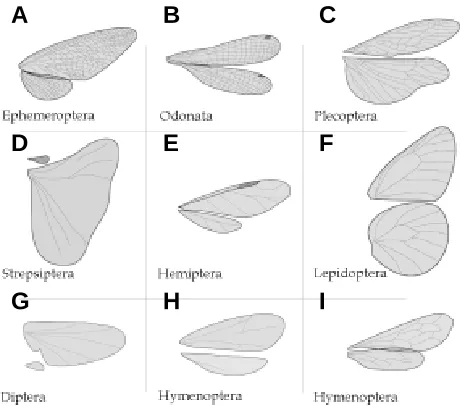 Fig. 1. Representative examples of fore- and hind wings in differentorders of Insects showing their typical venation patterns(Stoneflies), Wasps), Ephemenoptera (Mayflies), 