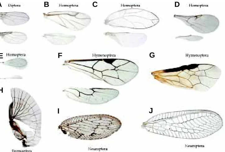 Fig. 4. Representative examples of wing morphology in several insects, illustrating trends in venationpatterns.- G) are shown at the same magnifications