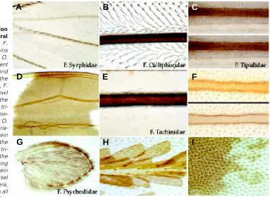 Fig. 7. Variations in cell differentiation