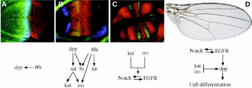 Fig. 8. Main developmental operations characteristic of Drosophila vein pattern formation