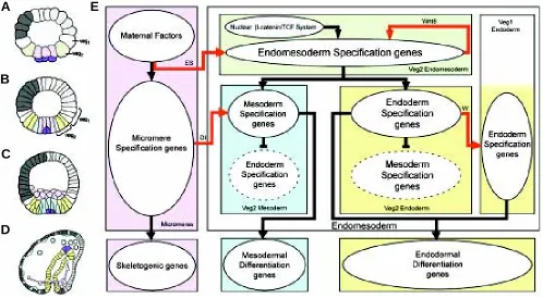 Fig. 1. executed by the genes in the oval where the barred line ends. Developmental time in the process diagram runs from top to bottom in accordance withthe oval where the arrow ends