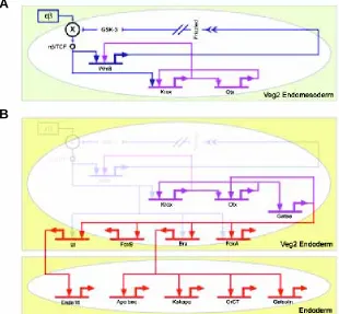 Fig. 4. Stabilization of the endomesoderm specifica-