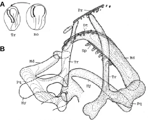Fig. 6. Development of newt merogones. (A)The combination of egg