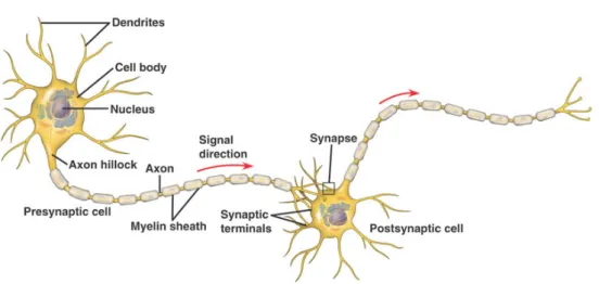 Figure 1.1: Illustration of nerve cell and communication flow
