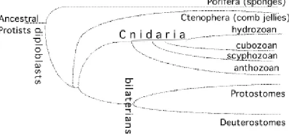 Fig. 1. Four distinct classes form the Cnidaria phylum. Both Hydra andPodocoryne carnea belong to the hydrozoan class.