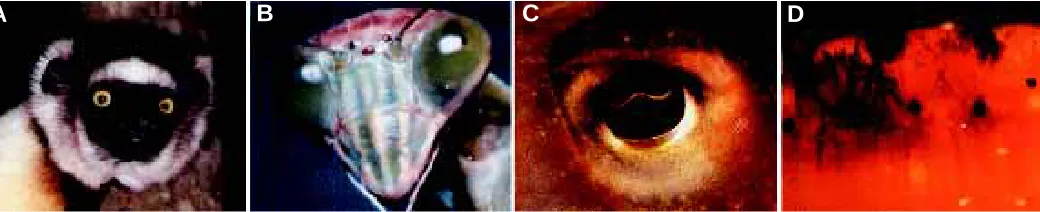 Fig. 1. Different types of eyes. (A) Camera-type eye from the Lemur Propithecus verrauxi