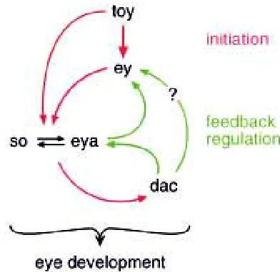 Fig. 4. “Hammerhead” flies induced by expression of a constitutivelyactivated form of the Notch Receptor