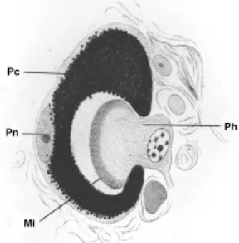 Fig. 6. DNA microarray probed with RNA from leg discs (green spots) versus legdiscs in which an eye morphogenetic field is induced by ectopic expression ofexpressed in both kinds of discs are labelled yellow