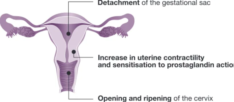 Figure 5. Mifepristone’s action on the uterus 