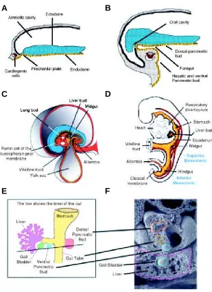 Fig. 1. The mammalian pancreas originates from the embryonic endoderm.