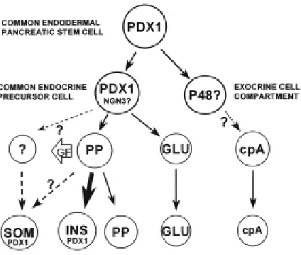 Fig. 5. transgenic mice (Herrera et al., 1994). cpA, carboxypeptidase A; GLU,expressing precursors is deduced from the cell ablation experiments inknown to date