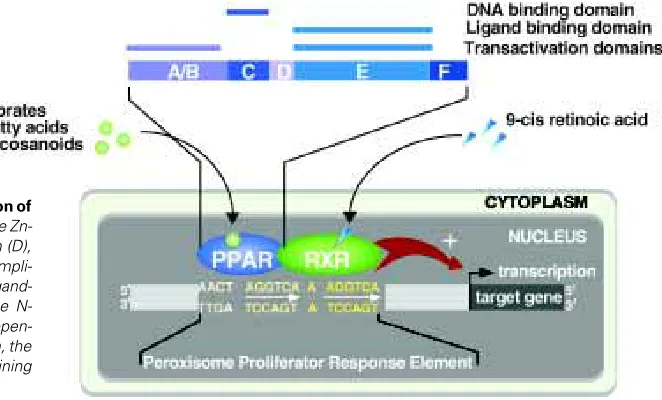 Fig. 1. PPAR DNA binding and transcriptional activation oftarget genes. PPARs activate the expression of target genes containingdent regulation of receptor activity