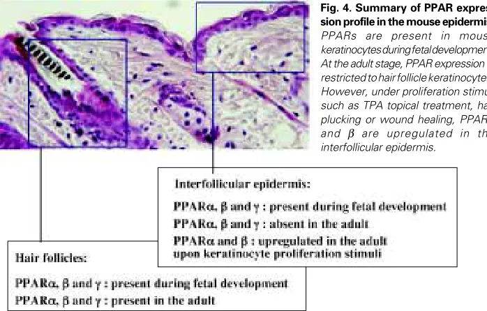 Fig. 4. Summary of PPAR expres-