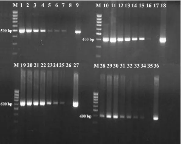 Figure 1. Sensitivity of PCR assay in detecting DNA from milk samples artificially inoculated with Staphylococcus aureus (ATCC 23235, reference strain), Streptococcus agalactiae, Streptococcus dysgalactiae, and Streptococcus uberis target genes