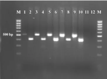 Table 3. Efficiency of 4 different DNA extraction methods tested on 2 samples