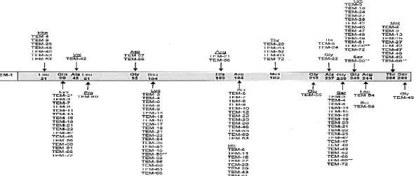 Figure  1:  The  amino  acid  substitutions  in  the  different  TEM  variants  in  comparison  with  TEM-1  adapted from Bradford (2001)