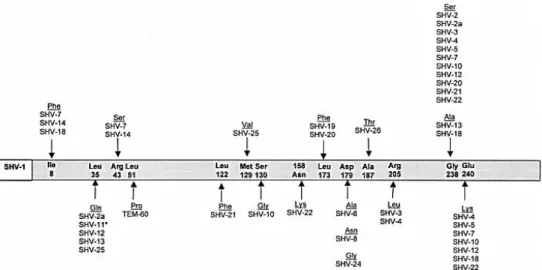 Figure  2:  The  amino  acid  substitutions  in  the  different  SHV  variants  in  comparison  with  SHV-1  adapted from Bradford (2001)