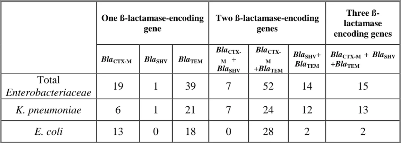 Table  12:  Multiplicity  of  ß-lactamase-encoding  genes  among  K.  pneumoniae  and  E