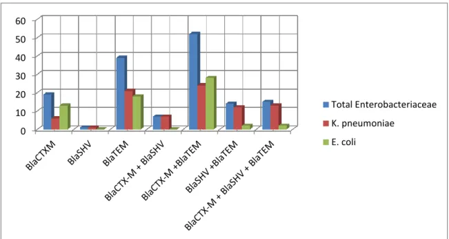 Figure  5:  Multiplicity  of  ß-lactamase-encoding  genes  among  K.  pneumoniae  and  E