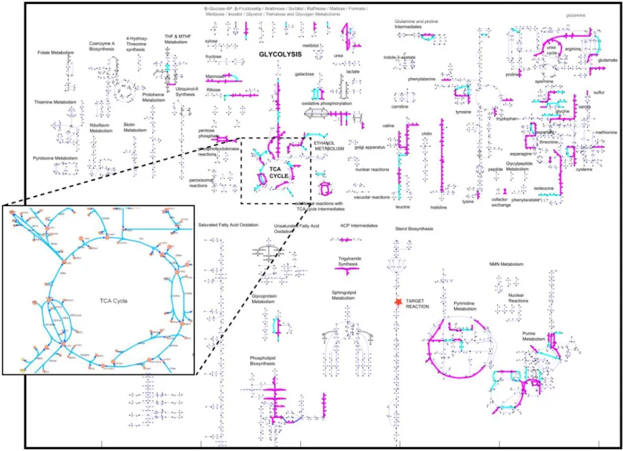 Figure 1 - Complete Yeast Metabolism (Schellenberger et al, 2010); Highlighted areas represent pathways of high metabolic traffic