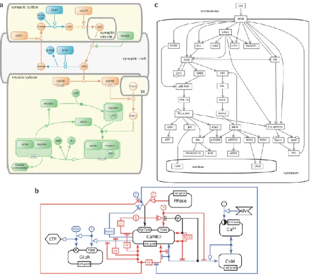 Figure 8 - SBGN examples: (a) process diagram, (b) entity relationship diagram, (c) SBGN activity flow  diagram (Novere et al, 2009)