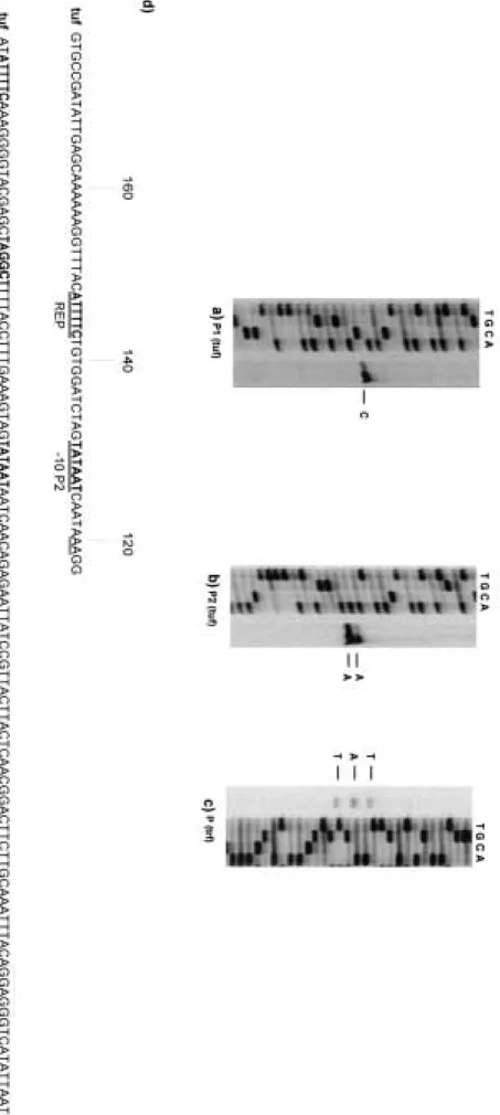 FIG. 5. Primer extension analysis and comparison of the putative promoter sequences of the tuf and trigger factor genes