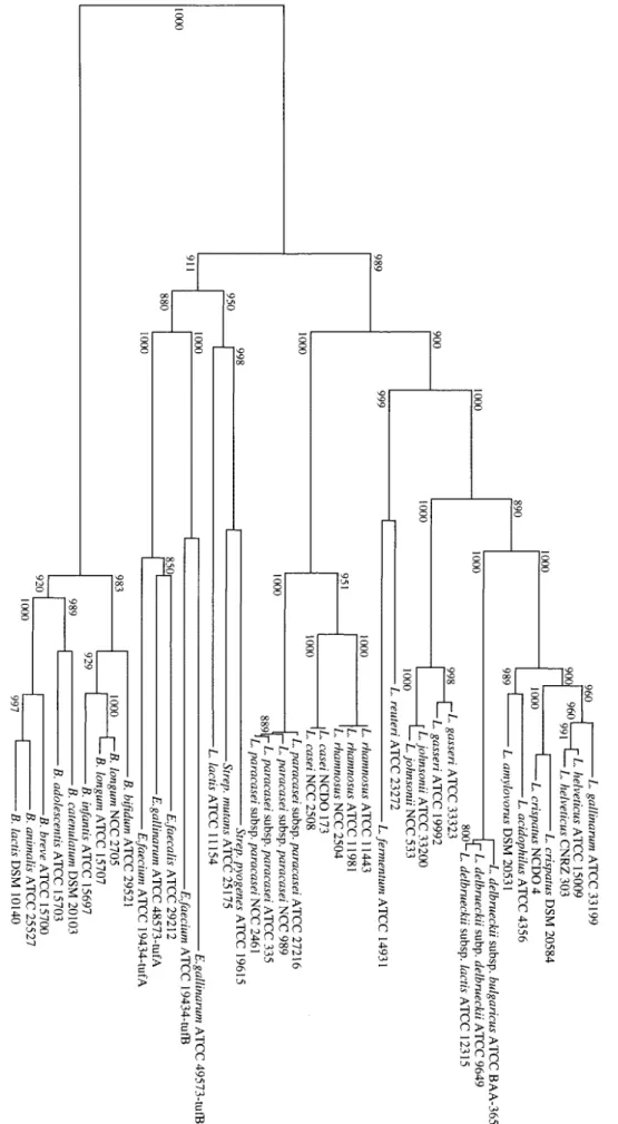 FIG. 1 . Phylogenetic tree of Lactobacillus EF-Tu and Biﬁdobacterium EF-Tu based on nucleotide sequence homology