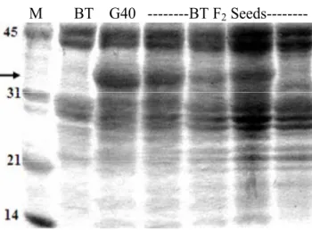 Figure 3.1. Total seed storage protein from mature seeds of Brown Tepary (BT), G40199  (G40), and F 2  intraspecific hybrids (BT F 2  Seeds)