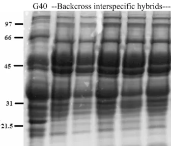 Figure 3.3. Seed storage protein profiles from backcross progenies of interspecific  hybrids between G40199 (G40) and ICA Pijao in the BC 1 F 1 