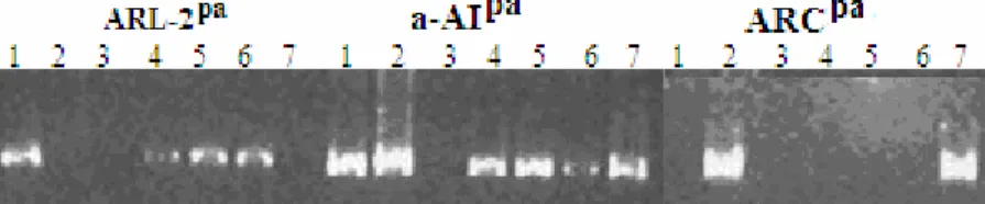 Figure 3.6. Allelic relationship of ARL-2 pa  and ARC pa  and inheritance pattern for α-AI pa 