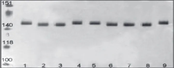 Figure 3. Revelation of the amplifi cation products of SSR  primer pair AG1 applied to different Phaseolus genotypes  on polyacrylamide gel using the optimised silver staining  method — Révélation de lʼamplifi cation du couple  dʼamor-ces SSR AG1 sur diffé