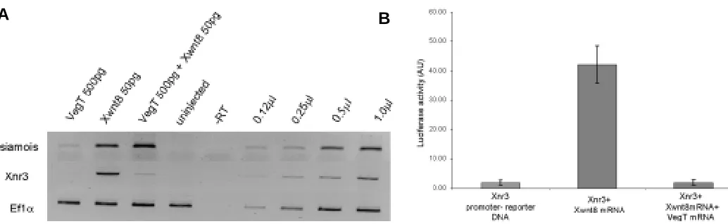 Fig. 2. The negative effect of VegT on Xnr3 induction. (A) The negative effect of VegT does not act through inhibition of siamois induction