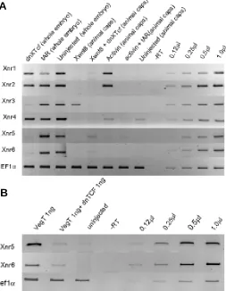 Fig. 3. Effect of dominant negative XTcf3 and a truncated activinXenopus embryos were injected vegetally with dominant negative XTcf3negative Xtcf3 mRNA (1 ng)