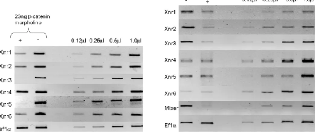 Fig. 4. (Left) Effect of a βwith a -catenin antisense morpholino oligonucleotide on Xnr gene expression