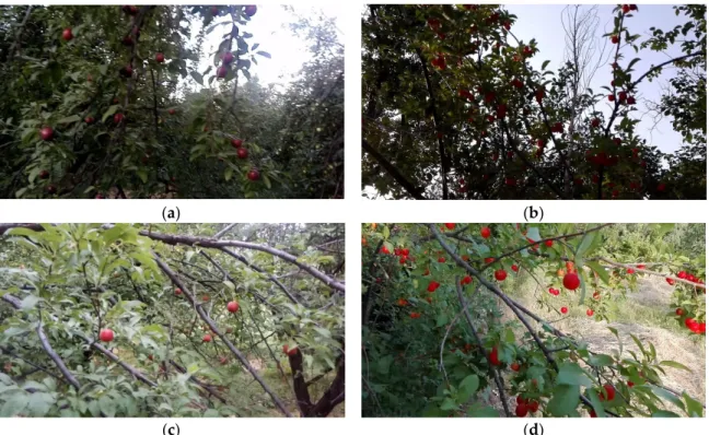 Figure 1. Four sample frames at different light intensities: (a) 467 lux, (b) 639 lux, (c) 826 lux, (d) 1848 lux.
