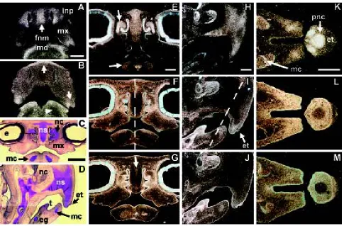 Fig. 1. Normal expression of BMP receptors during chondrogenesis. Sections in A,B,E-M were photographed in dark field; silver grains appear white 