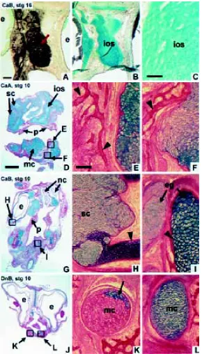 Fig. 2. Effects of BMPR viruses on cartilage and bone differentiation. (A) Frontal section of a stage-32 embryo injected at stage 16 into thepacked chondrocytes in disorganized matrix