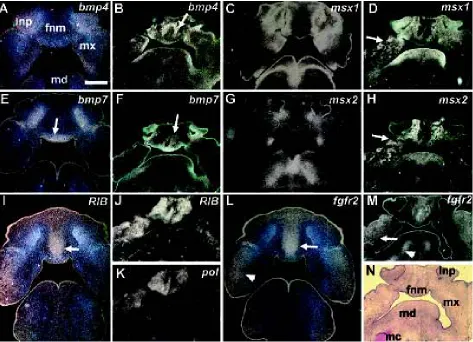 Fig. 4. Expression of genes in normal and viral injected stage 29 embryos. Sections of non-injected control embryos (A,E,I,L) pass through the