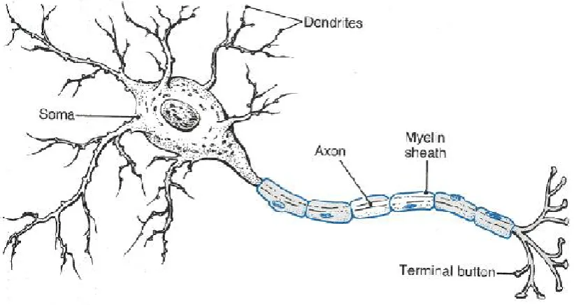 Figure 1 - Schematic of a neuron.