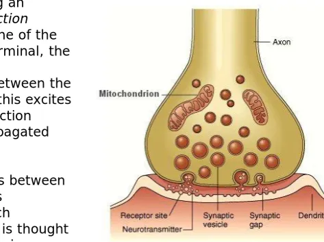 Figure 2 - A synapse