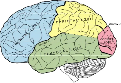 Figure 3 - The four lobes of the cerebral cortex (left hemisphere).
