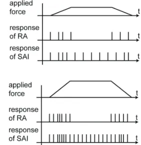 Figure 2 shows the neural responses of RA and SAI receptors  when a given force is applied to the skin