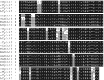 Fig. 1. Alignment of EphA3 amino acid sequences of the ligand binding domain. The zebrafish,Residues identical at 3/4 positions are shown with a dark grey background and those identical at 2/4Inc., Bethesda, MD)