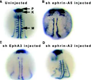 Fig. 2. In situ hybridisation of soluble human (sh) EphA3, sh ephrin-A2 and sh ephrin-