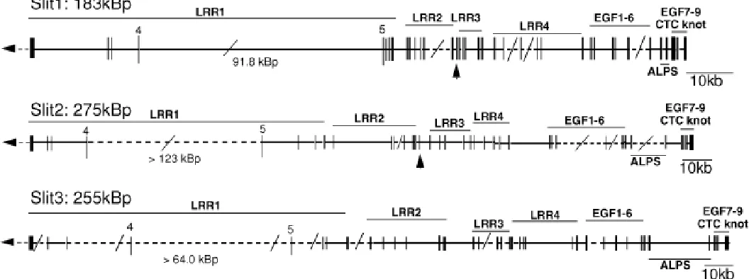 Fig. 1. Genomic maps of the three vertebrate Slit genes. These ideograms indicate the position and size of all introns and exons