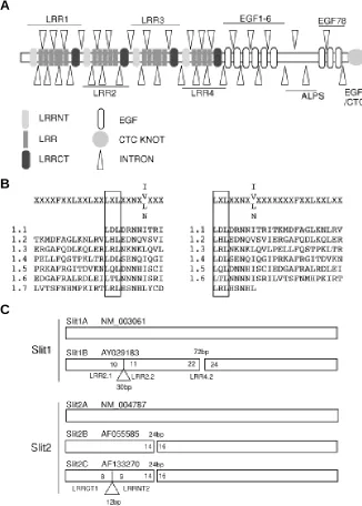 Fig. 2. Modularity within human Slit genes. (A) Generic ideogram of a Slit protein, basedintrons