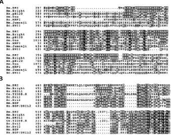 Fig. 1. Sequence comparison of the ARID and REKLES motifs of selected ARID family proteins.(A)both N and C-terminal to the core ARID which is conserved across all family members